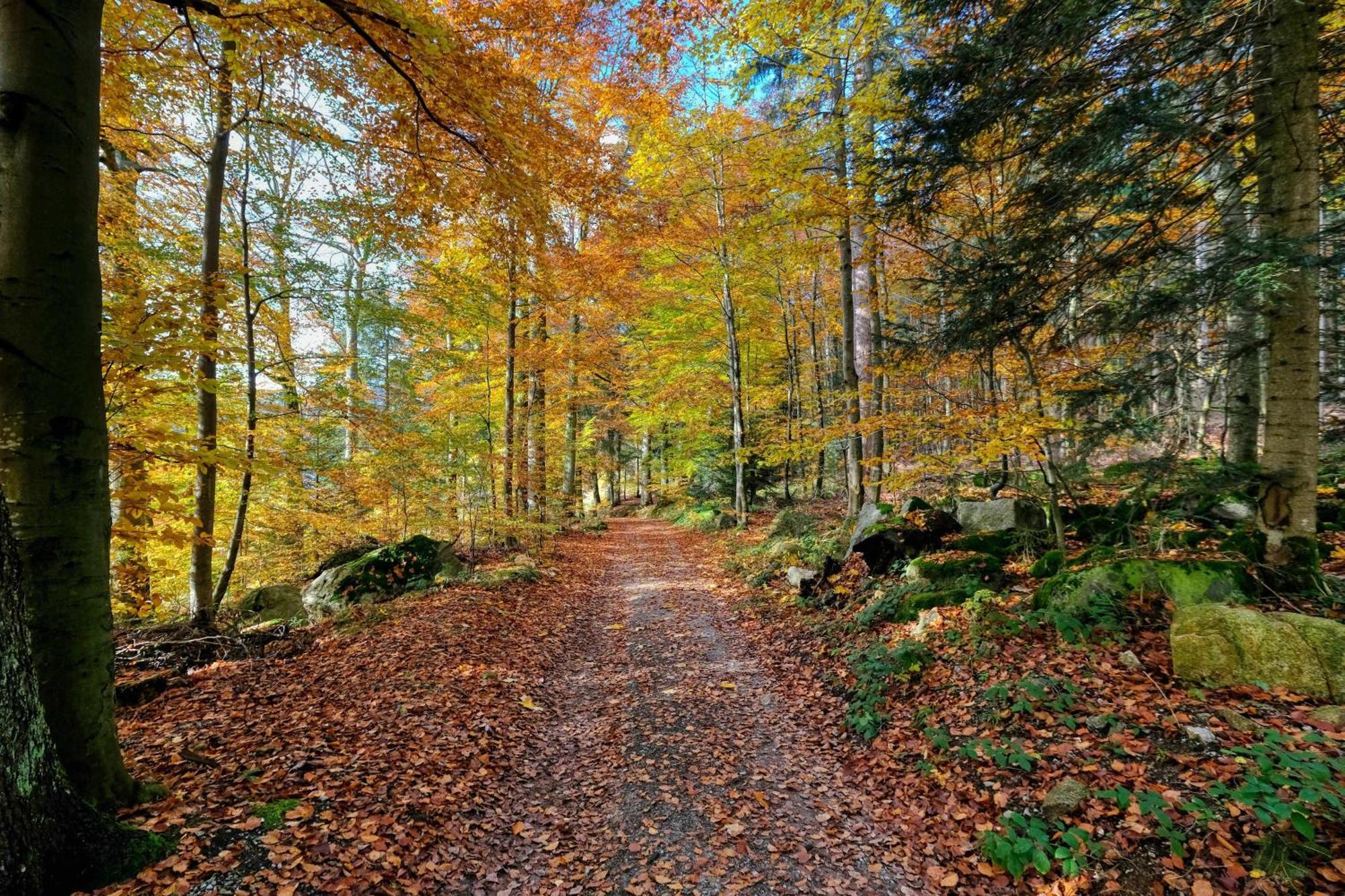 Zum Alten Waerterhaus Forbach Eksteriør bilde